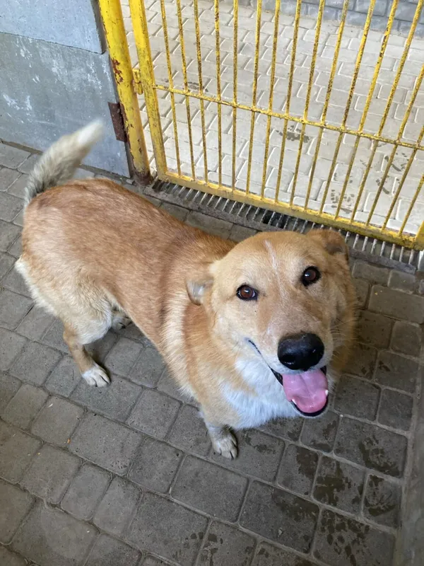 Pies do adopcji, Zgierz, 18 kwietnia 2025 (4/5)