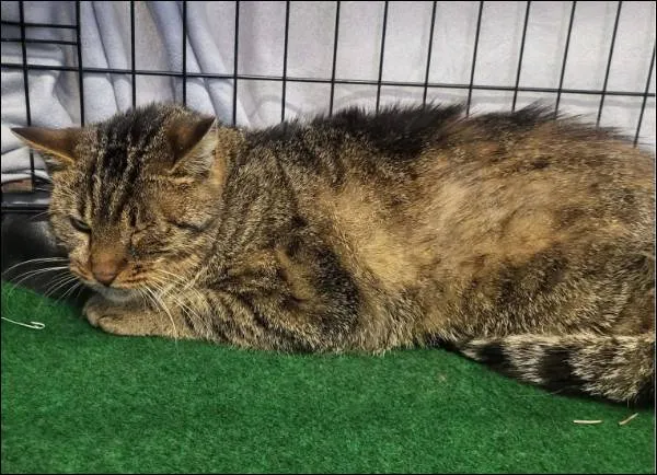 Znaleziono kota, Grudziądz, 30 grudnia 2025