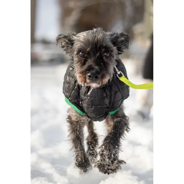 Znaleziono psa, Białystok, 19 listopada 2025 (1/5)