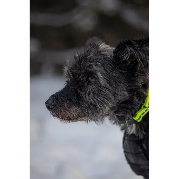 Znaleziono psa, Białystok, 19 listopada 2025 (2/5)