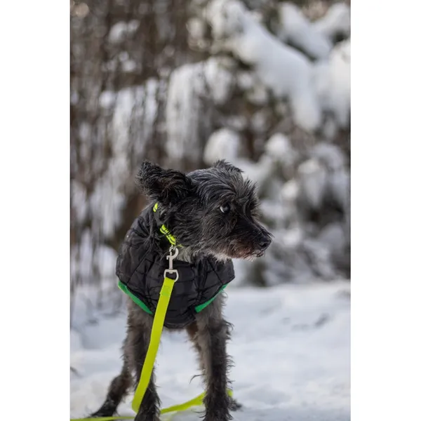 Znaleziono psa, Białystok, 19 listopada 2025 (4/5)