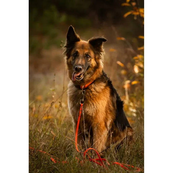 Znaleziono psa, Białystok, 2 października 2025 (1/5)