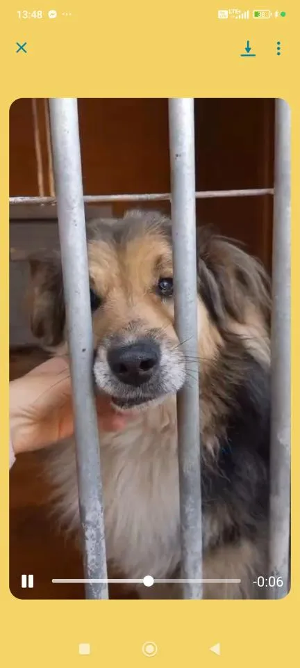 Pies do adopcji, Rytlów, 30 grudnia 2025