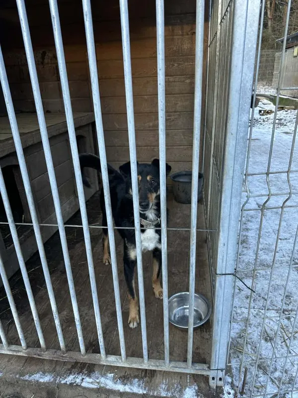 Pies do adopcji, Rytlów, 30 grudnia 2025