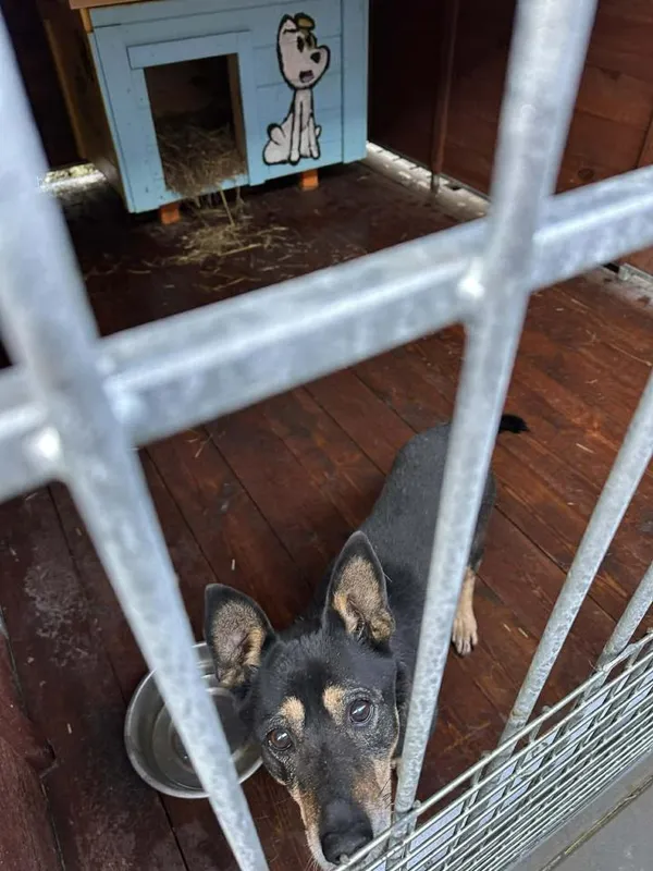 Pies do adopcji, Rytlów, 30 grudnia 2025