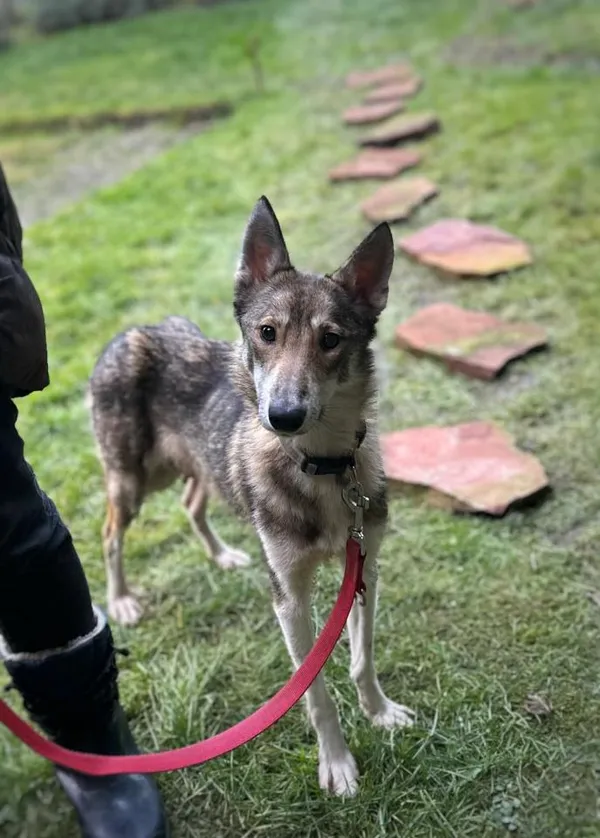 Pies do adopcji, Rytlów, 30 grudnia 2025 (1/5)