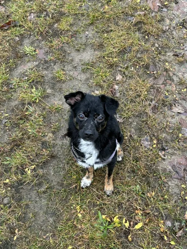 Pies do adopcji, Rytlów, 30 grudnia 2025