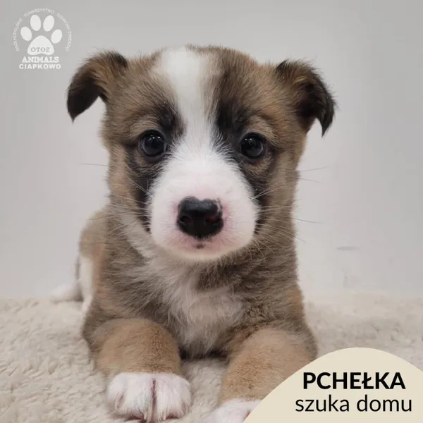 Pies do adopcji, Gdynia, 30 grudnia 2025 (1/5)