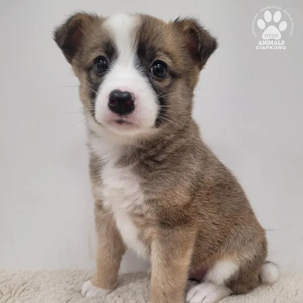 Pies do adopcji, Gdynia, 30 grudnia 2025 (2/5)