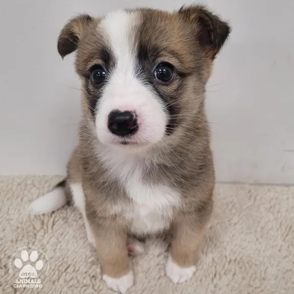 Pies do adopcji, Gdynia, 30 grudnia 2025 (3/5)