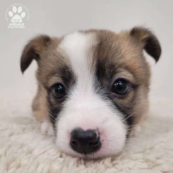 Pies do adopcji, Gdynia, 30 grudnia 2025 (4/5)