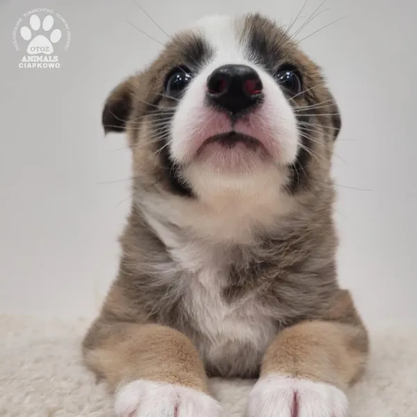 Pies do adopcji, Gdynia, 30 grudnia 2025 (5/5)