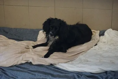 Pies do adopcji, Kraków, 16 grudnia 2025