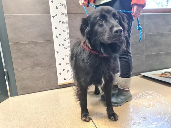 Pies do adopcji, Chełmek, 24 listopada 2025