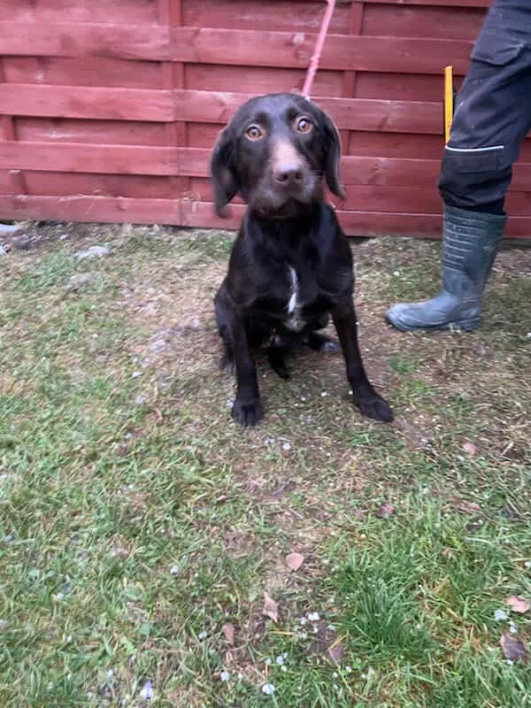 Znaleziono psa, Czartki, 30 grudnia 2025