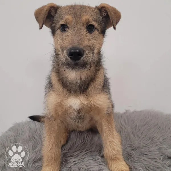 Pies do adopcji, Gdynia, 30 grudnia 2025 (3/5)