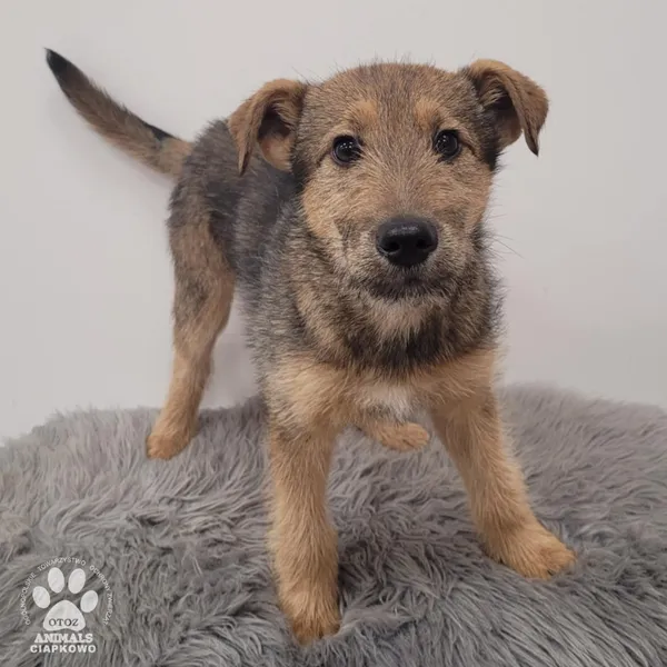 Pies do adopcji, Gdynia, 30 grudnia 2025 (4/5)