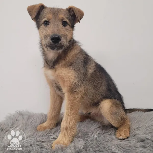 Pies do adopcji, Gdynia, 30 grudnia 2025 (5/5)