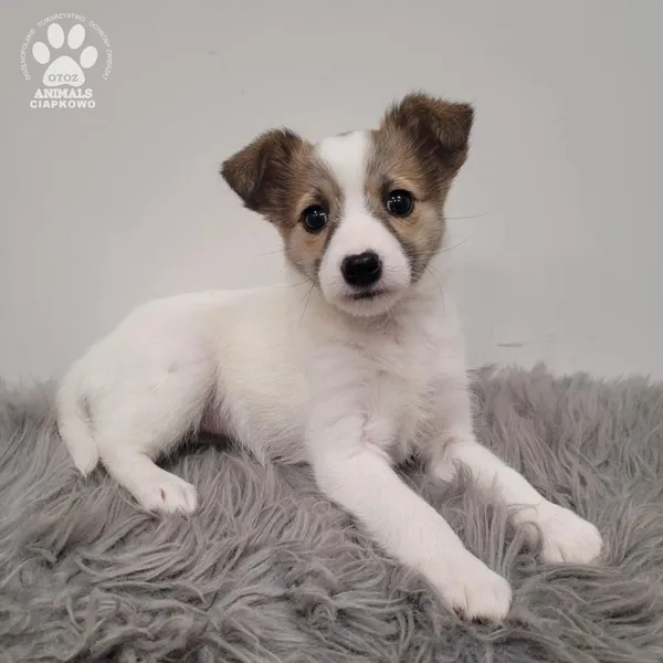 Pies do adopcji, Gdynia, 30 grudnia 2025 (5/5)