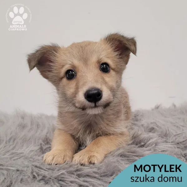 Pies do adopcji, Gdynia, 30 grudnia 2025 (1/5)