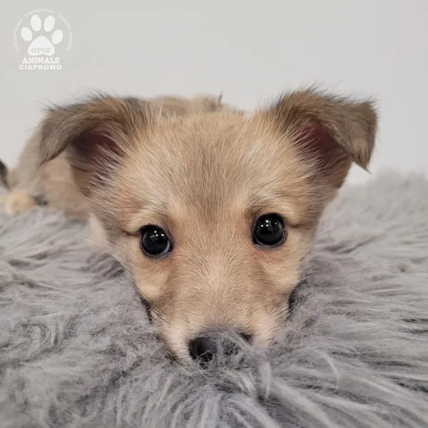 Pies do adopcji, Gdynia, 30 grudnia 2025 (2/5)