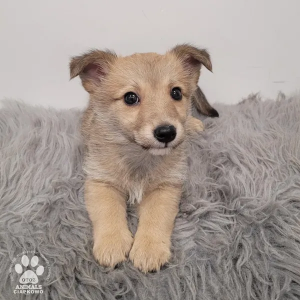 Pies do adopcji, Gdynia, 30 grudnia 2025 (4/5)