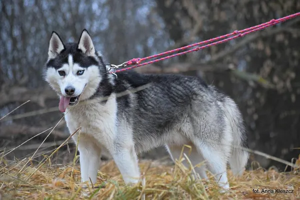 Znaleziono psa, Toruń, 1 grudnia 2025