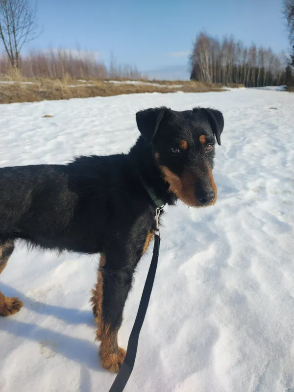 Pies do adopcji, Ropczyce, 30 grudnia 2025