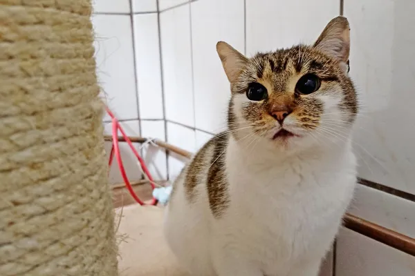 Znaleziono kota, Wałbrzych, 18 grudnia 2025