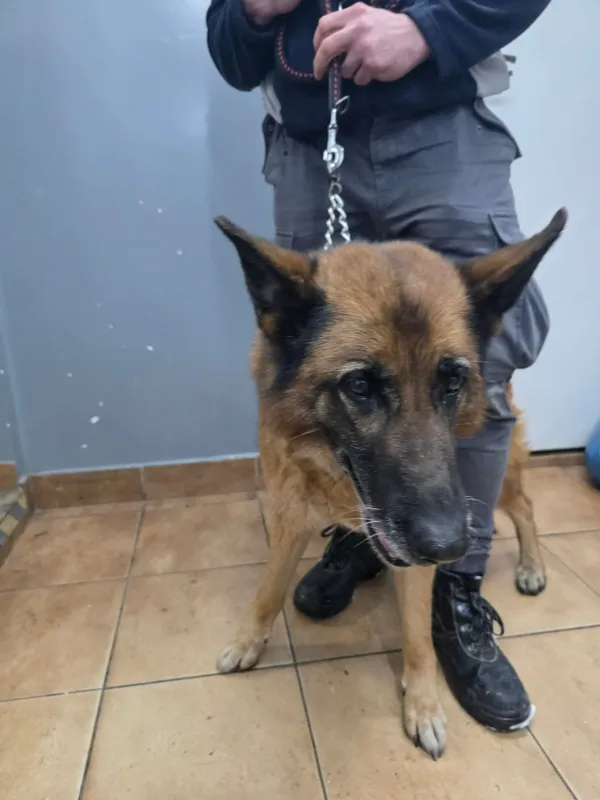 Znaleziono psa, Sosnowiec, 30 grudnia 2025