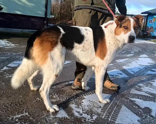 Znaleziono psa, Pieckowo, 30 grudnia 2025 (1/2)