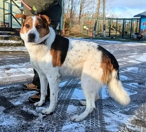 Znaleziono psa, Pieckowo, 30 grudnia 2025 (2/2)