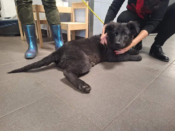 Znaleziono psa, Bydgoszcz, 22 grudnia 2025