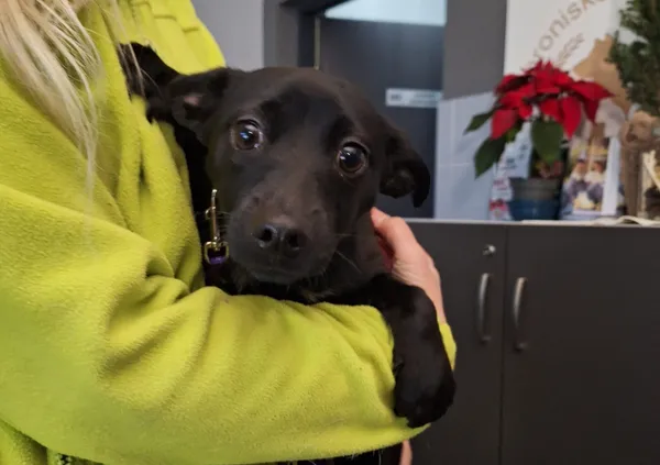 Znaleziono psa, Bydgoszcz, 22 grudnia 2025