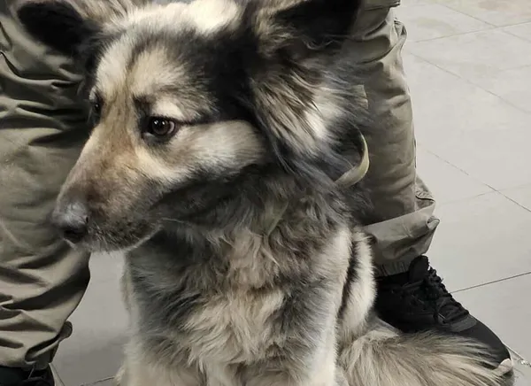 Znaleziono psa, Bydgoszcz, 27 grudnia 2025