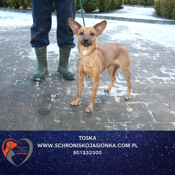 Pies do adopcji, Dębniak, 30 grudnia 2025