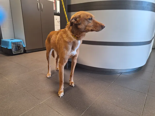 Znaleziono psa, Bydgoszcz, 30 grudnia 2025