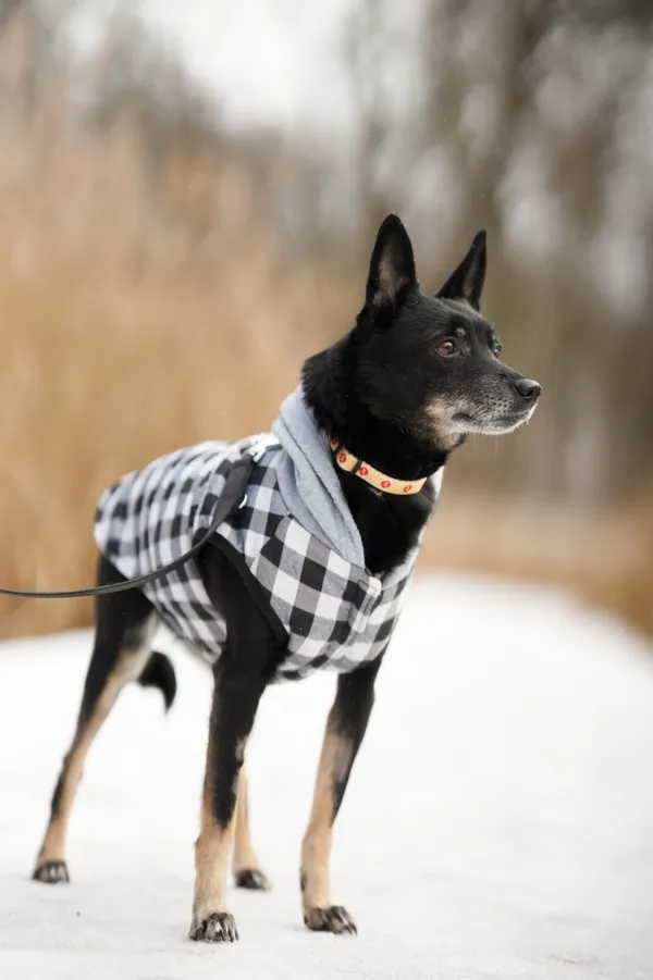 Znaleziono psa, Sosnowiec, 27 grudnia 2025 (5/5)