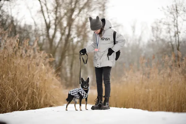 Znaleziono psa, Sosnowiec, 27 grudnia 2025 (2/5)