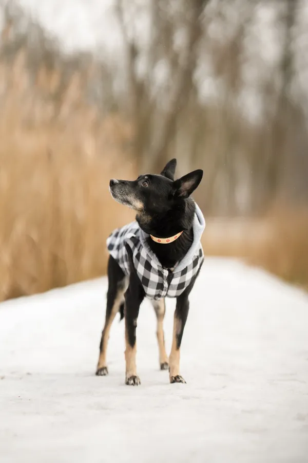 Znaleziono psa, Sosnowiec, 27 grudnia 2025 (4/5)