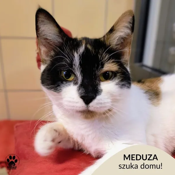 Kot do adopcji, Gdynia, 30 grudnia 2025 (1/3)