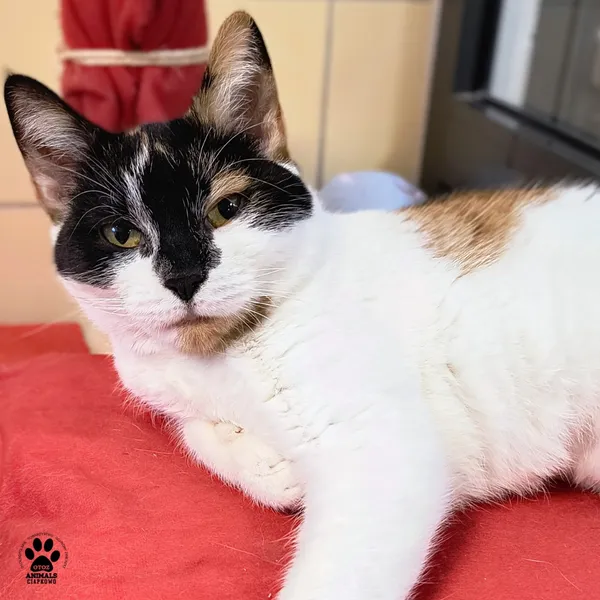 Kot do adopcji, Gdynia, 30 grudnia 2025 (3/3)