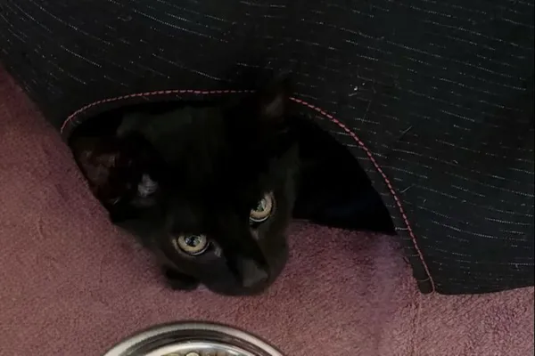 Znaleziono kota, Wałbrzych, 29 grudnia 2025