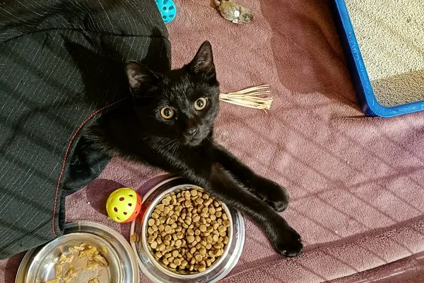 Znaleziono kota, Wałbrzych, 29 grudnia 2025 (1/2)