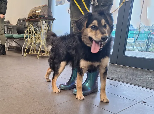 Znaleziono psa, Bydgoszcz, 22 grudnia 2025