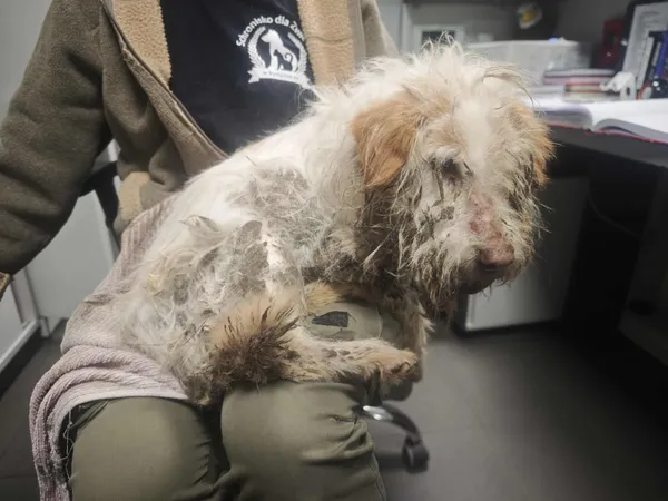 Znaleziono psa, Bydgoszcz, 18 grudnia 2025