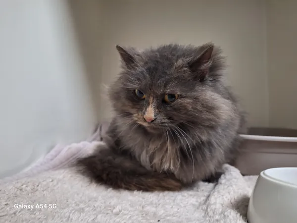 Kot do adopcji, Orzechowce, 30 grudnia 2025 (1/3)