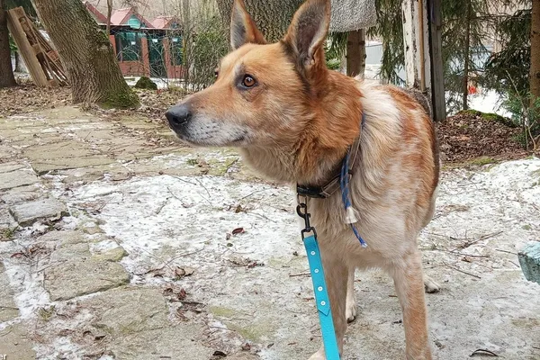 Znaleziono psa, Wałbrzych, 29 grudnia 2025 (1/2)