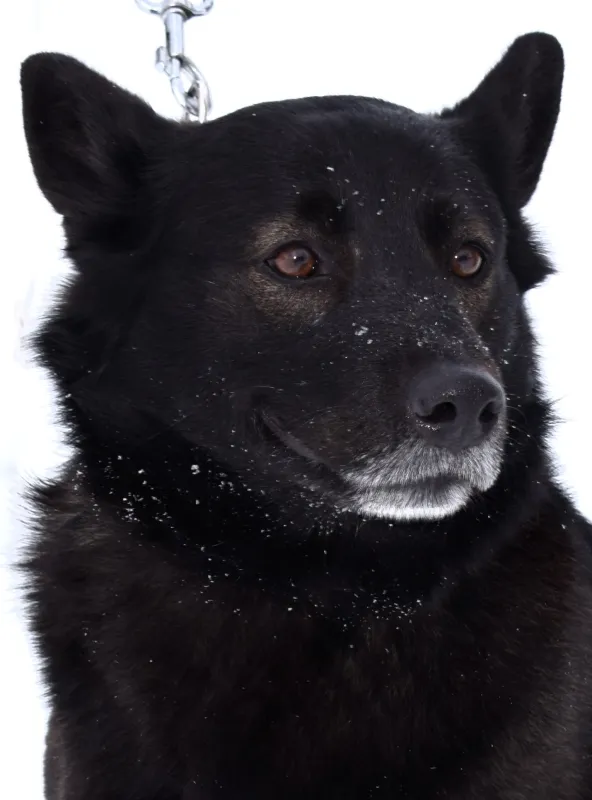 Znaleziono psa, Pieckowo, 30 grudnia 2025 (1/5)