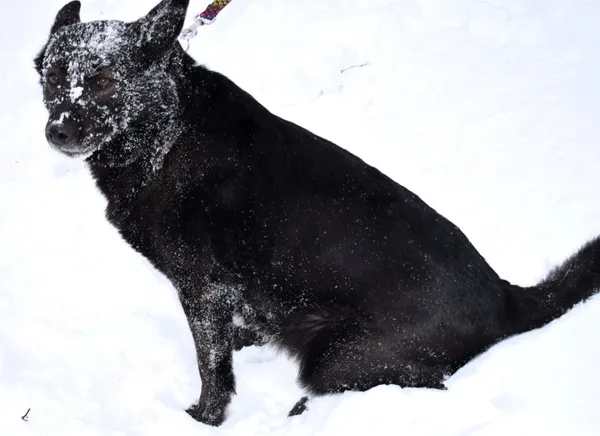 Znaleziono psa, Pieckowo, 30 grudnia 2025 (2/5)